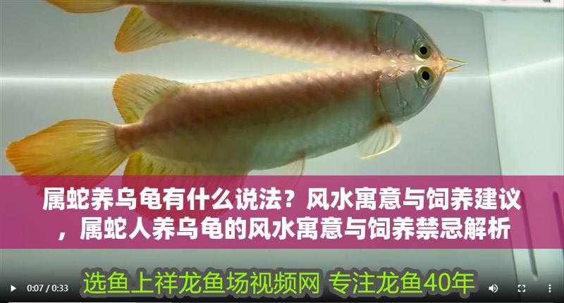 屬蛇養烏龜有什么說法？風水寓意與飼養建議，屬蛇人養烏龜的風水寓意與飼養禁忌解析