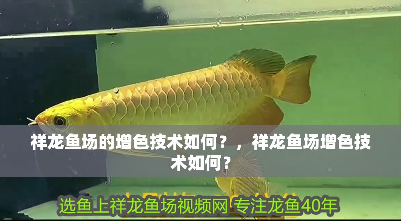 祥龍魚場的增色技術(shù)如何？，祥龍魚場增色技術(shù)如何？