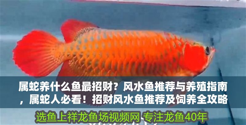 屬蛇養什么魚最招財?風水魚推薦與養殖指南,屬蛇人必看!招財風水魚推薦及飼養全攻略 龍魚百科 第1張 屬蛇養什么魚最招財?風水魚推薦與養殖指南,屬蛇人必看!招財風水魚推薦及飼養全攻略 屬蛇養什么魚最招財?風水魚推薦與養殖指南,屬蛇人必看!招財風水魚推薦及飼養全攻略 龍魚百科 第1張