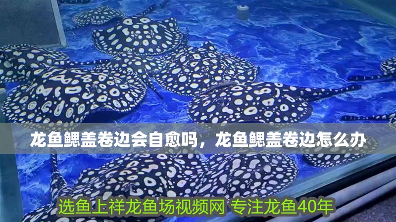 魚缸過濾器選購指南:自制魚缸過濾器魚缸上置過濾器對于養魚愛好者的必備知識 龍魚鰓蓋卷邊會自愈嗎,龍魚鰓蓋卷邊怎么辦 龍魚百科 龍魚鰓蓋卷邊會自愈嗎,龍魚鰓蓋卷邊怎么辦 龍魚鰓蓋卷邊會自愈嗎,龍魚鰓蓋卷邊怎么辦 龍魚百科