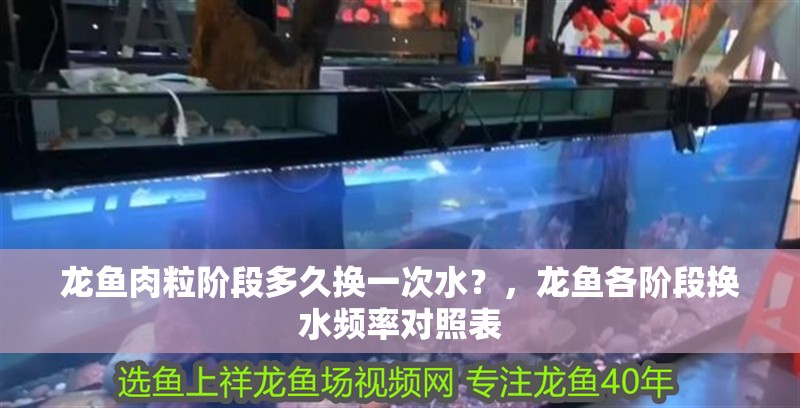 龍魚肉粒階段多久換一次水？，龍魚各階段換水頻率對(duì)照表