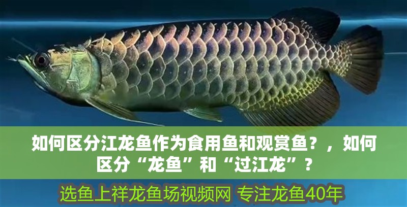 如何區分江龍魚作為食用魚和觀賞魚？，如何區分“龍魚”和“過江龍”？ 如何區分江龍魚作為食用魚和觀賞魚？，如何區分“龍魚”和“過江龍”？ 龍魚百科