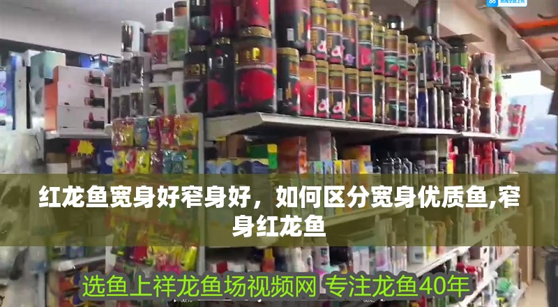 紅龍魚寬身好窄身好，如何區分寬身優質魚,窄身紅龍魚