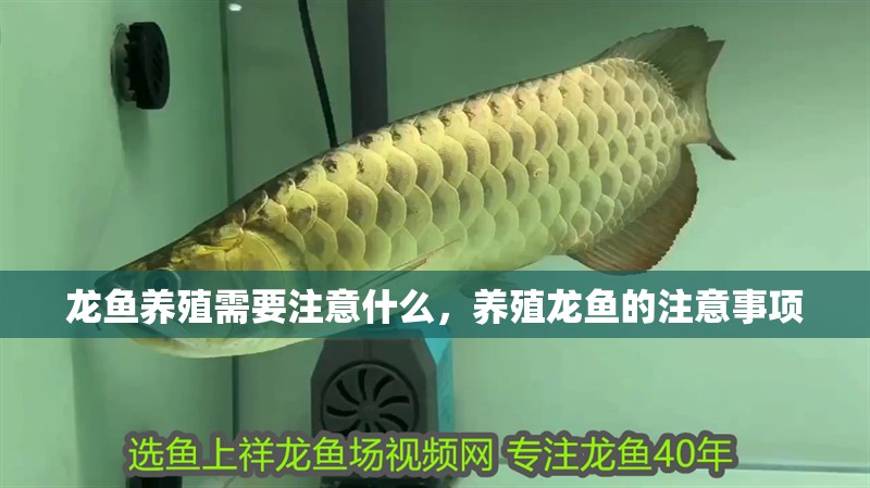 龍魚養殖需要注意什么，養殖龍魚的注意事項