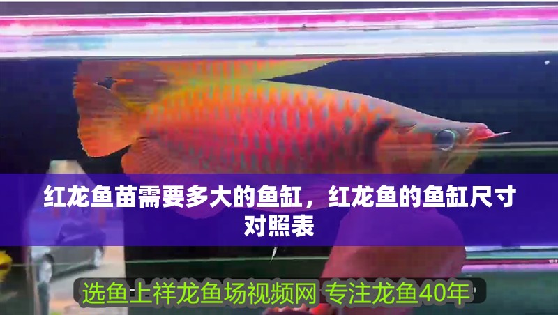 紅龍魚苗需要多大的魚缸，紅龍魚的魚缸尺寸對照表