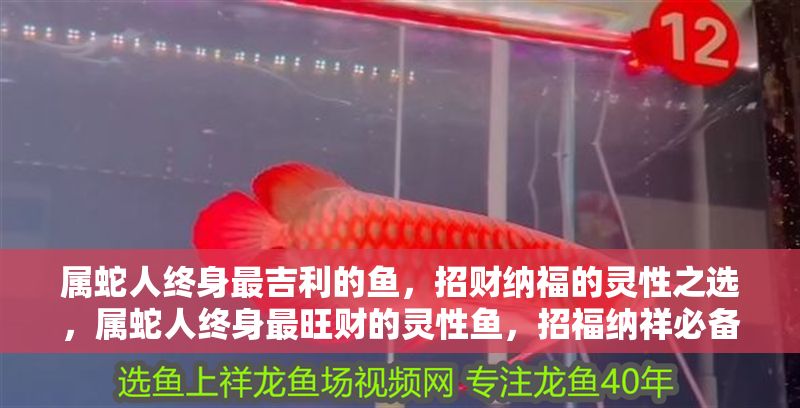 屬蛇人終身最吉利的魚，招財納福的靈性之選，屬蛇人終身最旺財的靈性魚，招福納祥必備之選