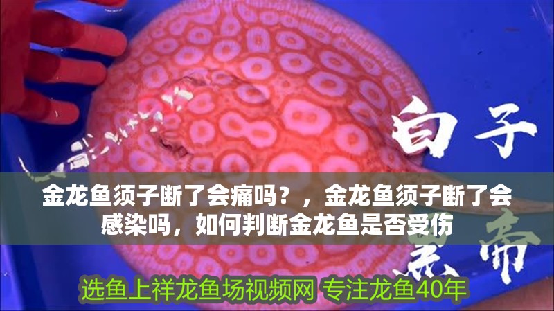 金龍魚須子斷了會(huì)痛嗎？，金龍魚須子斷了會(huì)感染嗎，如何判斷金龍魚是否受傷