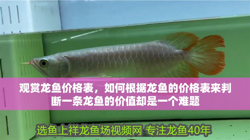 觀賞龍魚價格表，如何根據龍魚的價格表來判斷一條龍魚的價值卻是一個難題