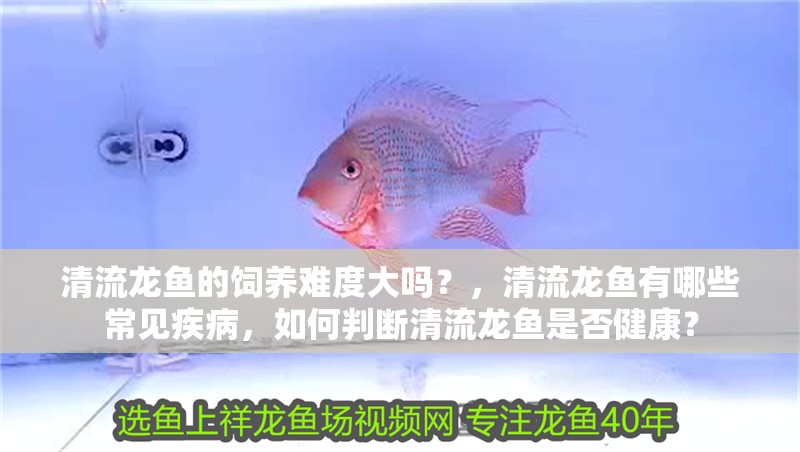 清流龍魚的飼養難度大嗎？，清流龍魚有哪些常見疾病，如何判斷清流龍魚是否健康？