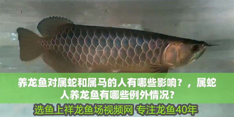 養(yǎng)龍魚對(duì)屬蛇和屬馬的人有哪些影響？，屬蛇人養(yǎng)龍魚有哪些例外情況？