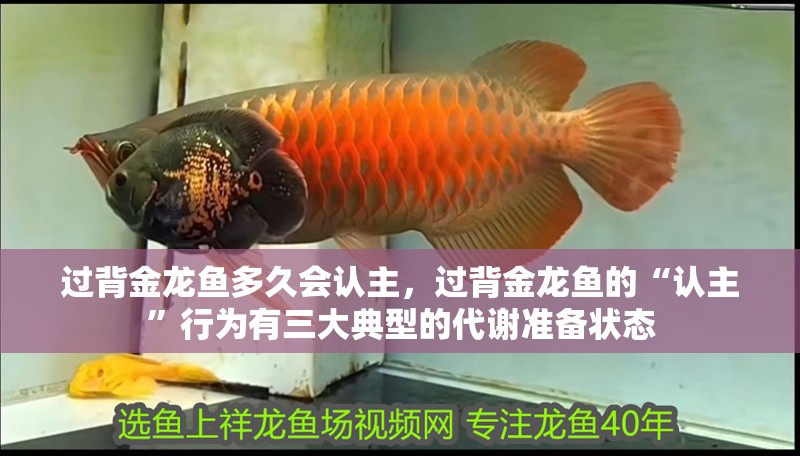 過(guò)背金龍魚(yú)多久會(huì)認(rèn)主，過(guò)背金龍魚(yú)的“認(rèn)主”行為有三大典型的代謝準(zhǔn)備狀態(tài)