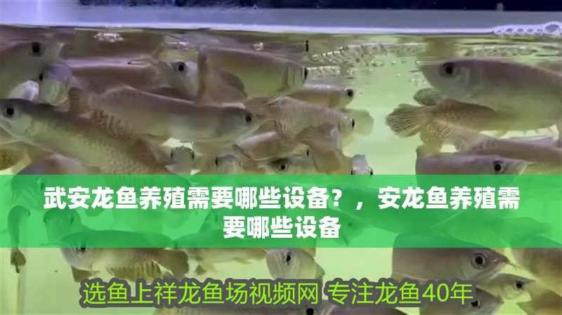 武安龍魚養殖需要哪些設備？，安龍魚養殖需要哪些設備
