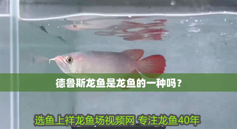 德魯斯龍魚是龍魚的一種嗎？ 德魯斯龍魚是龍魚的一種嗎？ 龍魚百科