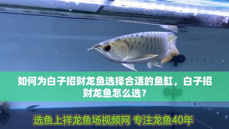 如何為白子招財龍魚選擇合適的魚缸，白子招財龍魚怎么選？ 如何為白子招財龍魚選擇合適的魚缸，白子招財龍魚怎么選？ 龍魚百科