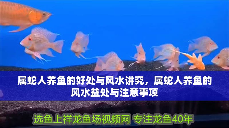 屬蛇人養魚的好處與風水講究，屬蛇人養魚的風水益處與注意事項 屬蛇人養魚的好處與風水講究，屬蛇人養魚的風水益處與注意事項 龍魚百科 第1張