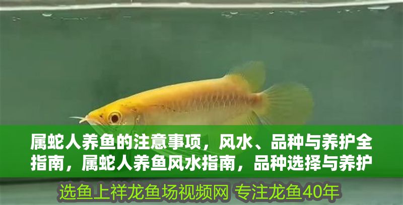 屬蛇人養(yǎng)魚(yú)的注意事項(xiàng)，風(fēng)水、品種與養(yǎng)護(hù)全指南，屬蛇人養(yǎng)魚(yú)風(fēng)水指南，品種選擇與養(yǎng)護(hù)全攻略 屬蛇人養(yǎng)魚(yú)的注意事項(xiàng)，風(fēng)水、品種與養(yǎng)護(hù)全指南，屬蛇人養(yǎng)魚(yú)風(fēng)水指南，品種選擇與養(yǎng)護(hù)全攻略 龍魚(yú)百科 第1張