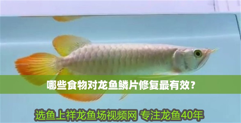 哪些食物對龍魚鱗片修復最有效？