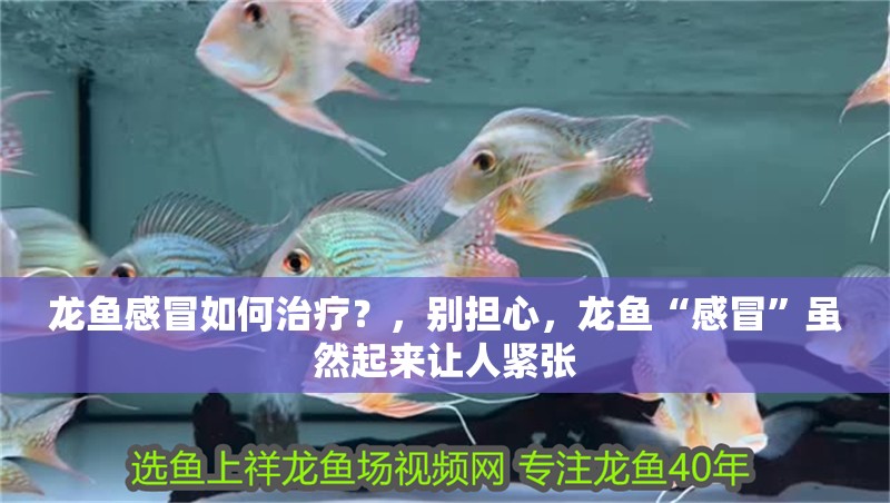 龍魚感冒如何治療？，別擔心，龍魚“感冒”雖然起來讓人緊張 龍魚感冒如何治療？，別擔心，龍魚“感冒”雖然起來讓人緊張 龍魚百科