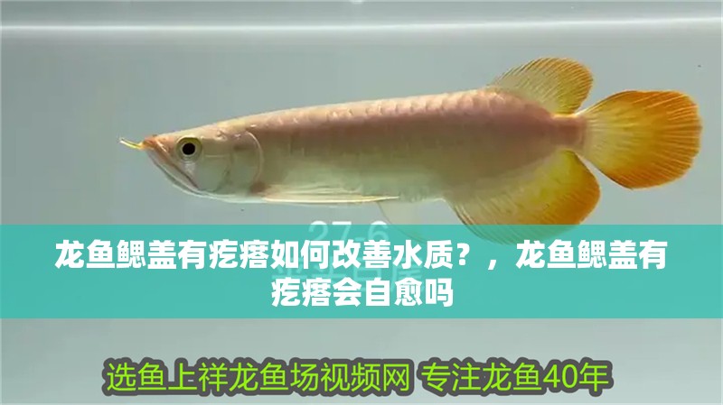 龍魚鰓蓋有疙瘩如何改善水質？，龍魚鰓蓋有疙瘩會自愈嗎