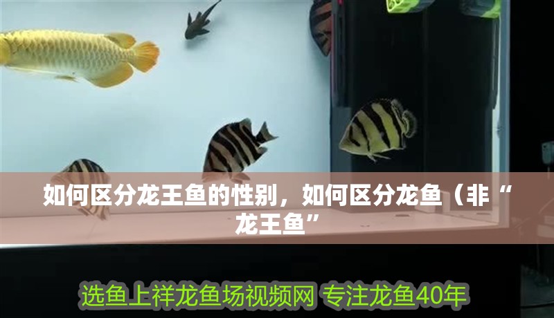 如何區分龍王魚的性別，如何區分龍魚（非“龍王魚”