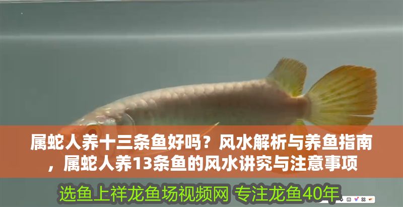 屬蛇人養十三條魚好嗎？風水解析與養魚指南，屬蛇人養13條魚的風水講究與注意事項