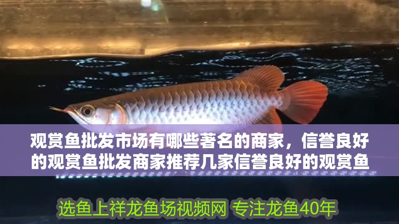 觀賞魚批發市場有哪些著名的商家，信譽良好的觀賞魚批發商家推薦幾家信譽良好的觀賞魚批發商家