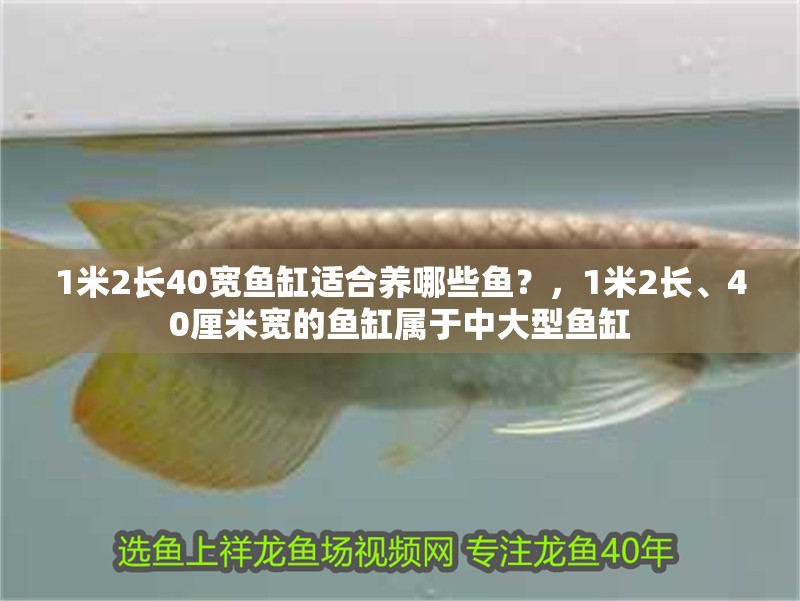 1米2長40寬魚缸適合養哪些魚？，1米2長、40厘米寬的魚缸屬于中大型魚缸 1米2長40寬魚缸適合養哪些魚？，1米2長、40厘米寬的魚缸屬于中大型魚缸 龍魚百科