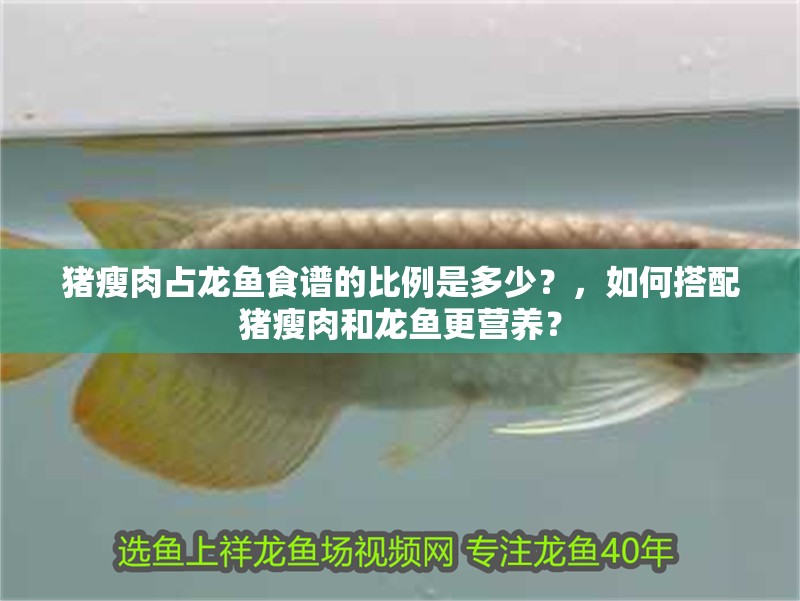 豬瘦肉占龍魚食譜的比例是多少？，如何搭配豬瘦肉和龍魚更營養？