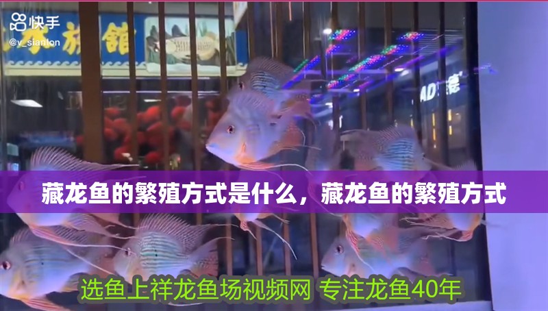 藏龍魚的繁殖方式是什么，藏龍魚的繁殖方式