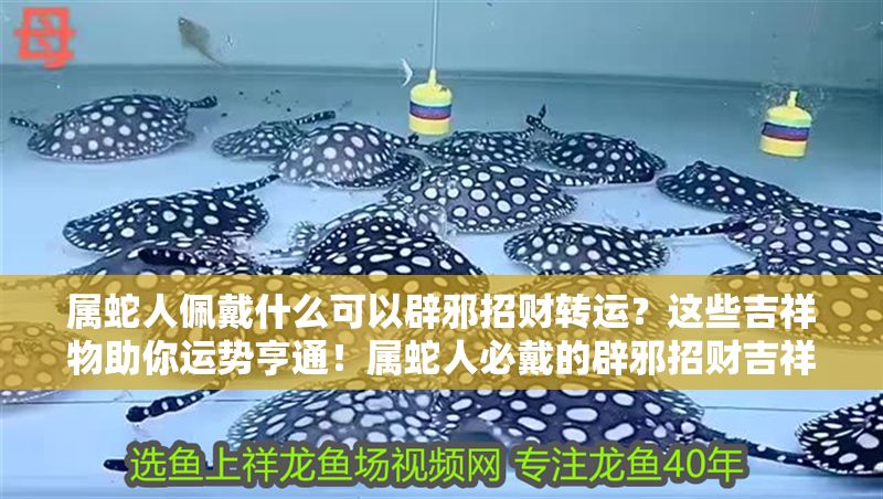 屬蛇人佩戴什么可以辟邪招財轉運？這些吉祥物助你運勢亨通！屬蛇人必戴的辟邪招財吉祥物，助你運勢亨通！ 屬蛇人佩戴什么可以辟邪招財轉運？這些吉祥物助你運勢亨通！屬蛇人必戴的辟邪招財吉祥物，助你運勢亨通！ 龍魚百科 第1張