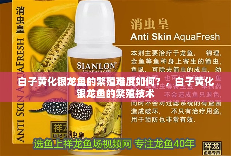 白子黃化銀龍魚的繁殖難度如何？，白子黃化銀龍魚的繁殖技術(shù)