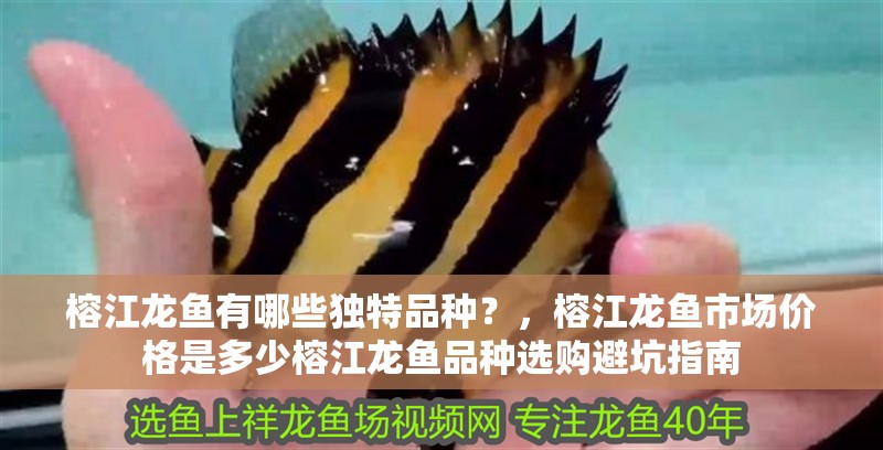 榕江龍魚有哪些獨特品種？，榕江龍魚市場價格是多少榕江龍魚品種選購避坑指南