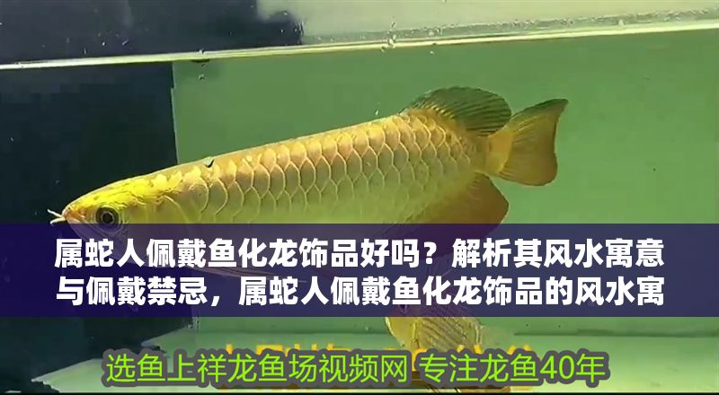 屬蛇人佩戴魚化龍飾品好嗎？解析其風水寓意與佩戴禁忌，屬蛇人佩戴魚化龍飾品的風水寓意與禁忌解析