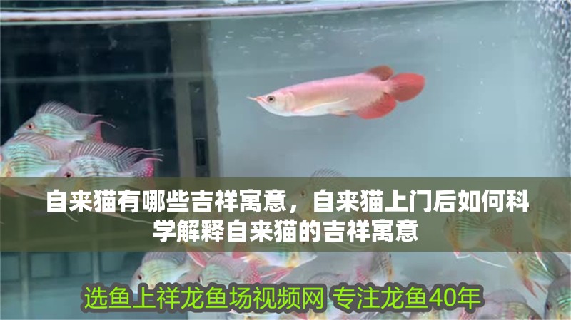 自來貓有哪些吉祥寓意，自來貓上門后如何科學解釋自來貓的吉祥寓意