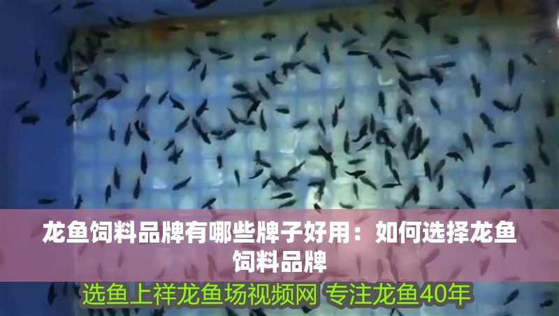 龍魚飼料品牌有哪些牌子好用:如何選擇龍魚飼料品牌 龍魚百科 第2張 龍魚飼料品牌有哪些牌子好用:如何選擇龍魚飼料品牌 龍魚飼料品牌有哪些牌子好用:如何選擇龍魚飼料品牌 龍魚百科 第2張