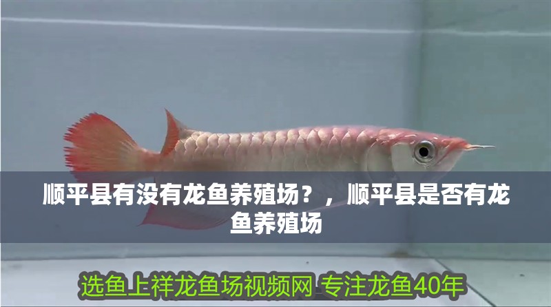 順平縣有沒有龍魚養(yǎng)殖場？，順平縣是否有龍魚養(yǎng)殖場