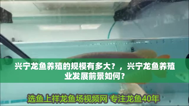 興寧龍魚養殖的規模有多大？，興寧龍魚養殖業發展前景如何？