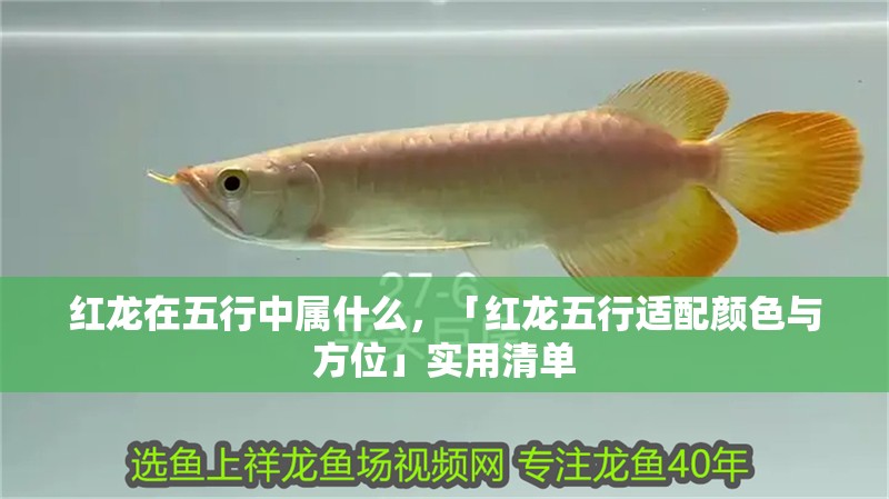 紅龍?jiān)谖逍兄袑偈裁矗讣t龍五行適配顏色與方位」實(shí)用清單