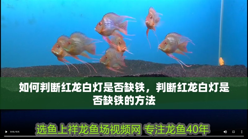 如何判斷紅龍白燈是否缺鐵，判斷紅龍白燈是否缺鐵的方法