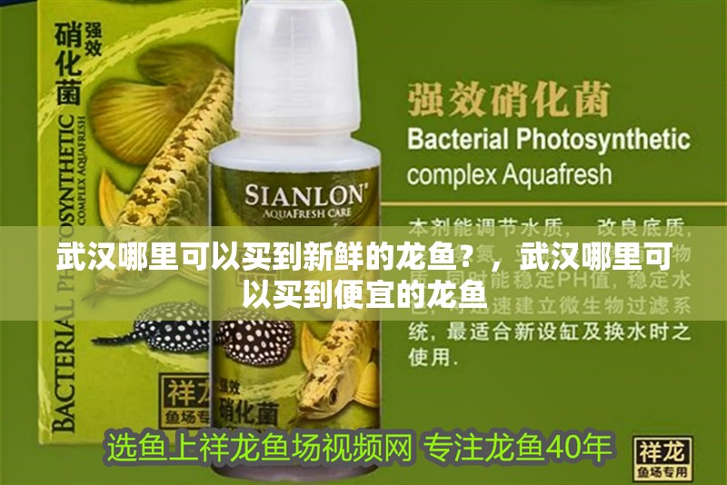 武漢哪里可以買到新鮮的龍魚？，武漢哪里可以買到便宜的龍魚