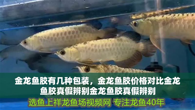 金龍魚膠有幾種包裝，金龍魚膠價格對比金龍魚膠真假辨別金龍魚膠真假辨別