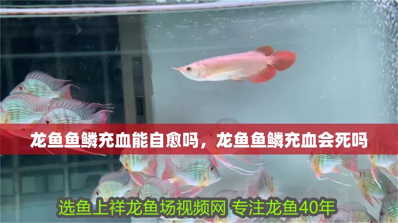 龍魚魚鱗充血能自愈嗎，龍魚魚鱗充血會死嗎 龍魚魚鱗充血能自愈嗎，龍魚魚鱗充血會死嗎 龍魚百科