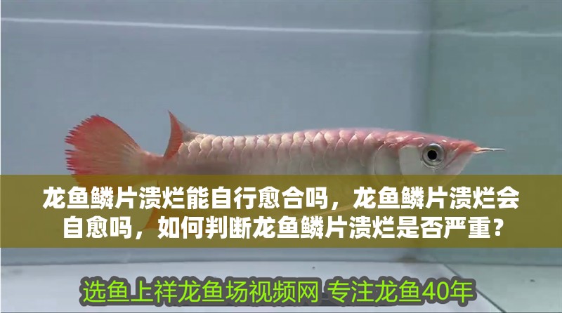 龍魚鱗片潰爛能自行愈合嗎，龍魚鱗片潰爛會自愈嗎，如何判斷龍魚鱗片潰爛是否嚴重？