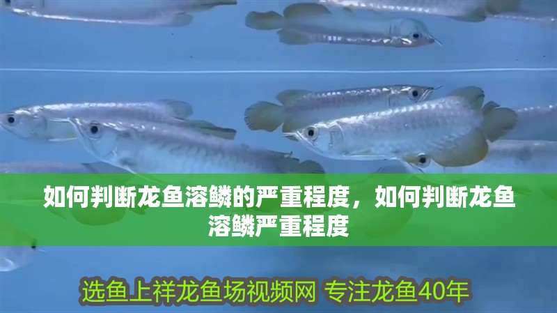 如何判斷龍魚溶鱗的嚴重程度，如何判斷龍魚溶鱗嚴重程度