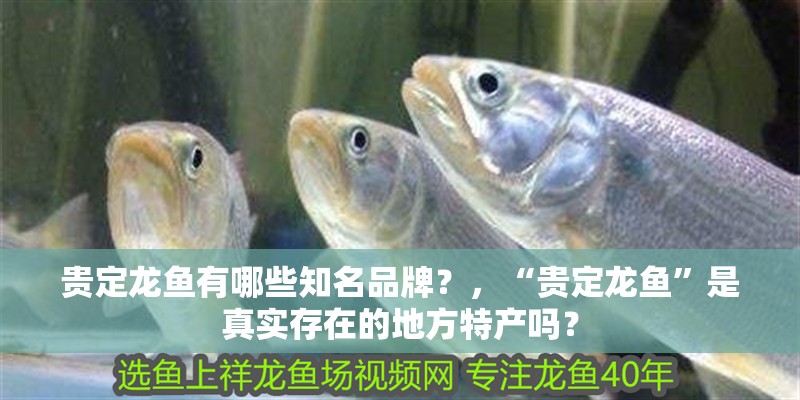 貴定龍魚有哪些知名品牌？，“貴定龍魚”是真實存在的地方特產嗎？ 貴定龍魚有哪些知名品牌？，“貴定龍魚”是真實存在的地方特產嗎？ 龍魚百科