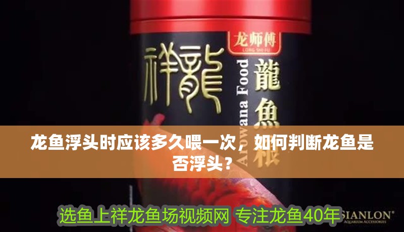龍魚浮頭時應該多久喂一次，如何判斷龍魚是否浮頭？