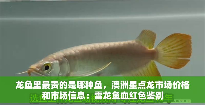 龍魚里最貴的是哪種魚，澳洲星點龍市場價格和市場信息：雪龍魚血紅色鑒別