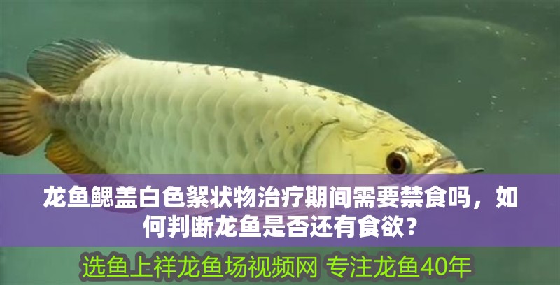 龍魚鰓蓋白色絮狀物治療期間需要禁食嗎，如何判斷龍魚是否還有食欲？