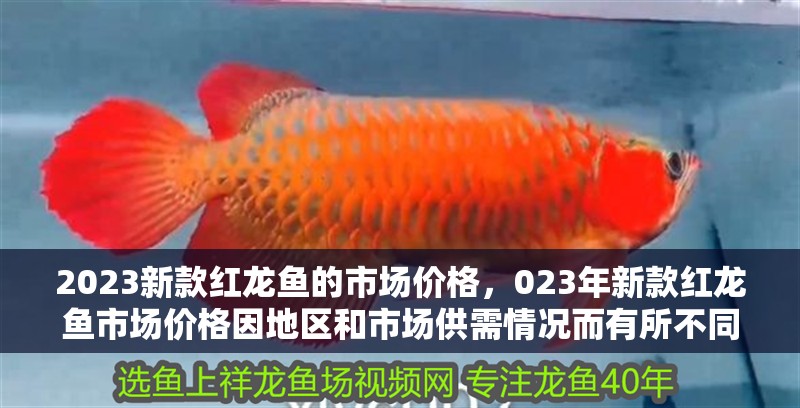 2023新款紅龍魚的市場價格，023年新款紅龍魚市場價格因地區(qū)和市場供需情況而有所不同 2023新款紅龍魚的市場價格，023年新款紅龍魚市場價格因地區(qū)和市場供需情況而有所不同 龍魚百科