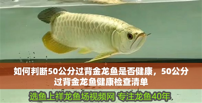 如何判斷50公分過背金龍魚是否健康，50公分過背金龍魚健康檢查清單